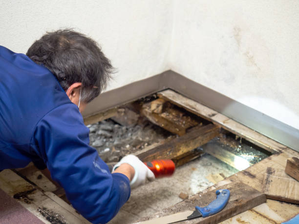 Best Attic Mold Removal  in Decatur, TN