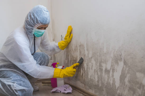 Best Toxic Mold Removal  in Decatur, TN