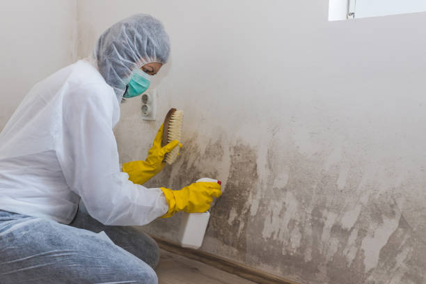 Best Toxic Mold Removal  in Decatur, TN
