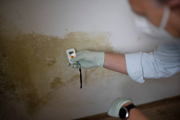Mold Removal and Inspection in Decatur, TN