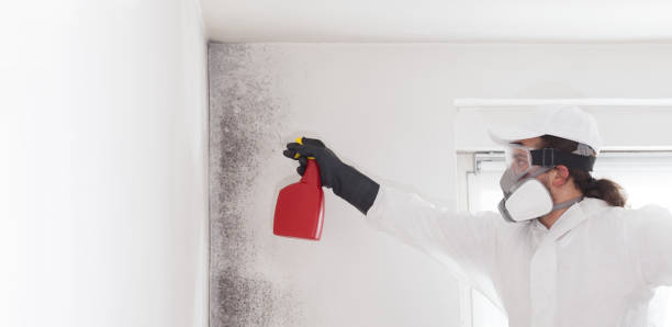 Best Certified Mold Removal  in Decatur, TN